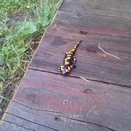 E-lufka 民宿 扎沃亚