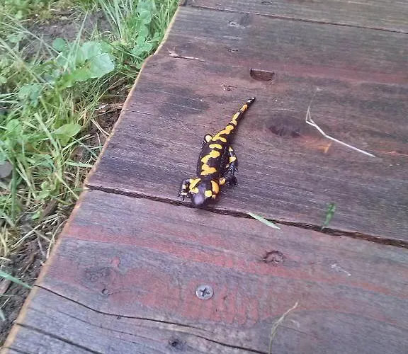 E-lufka בית אירוח זאבוייה